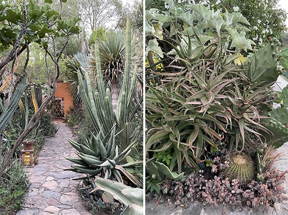Esculturales suculentas en una jardinería de anticipación (1ª parte) 